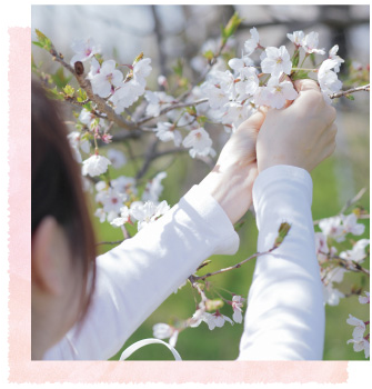 「桜」本来の色と表情をそのままに、咲いたその年の選りすぐりの「桜」を使用