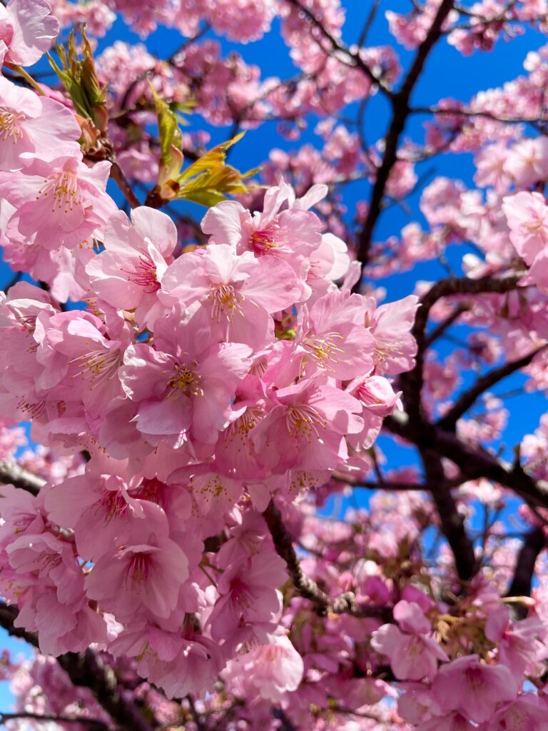 満開の河津桜